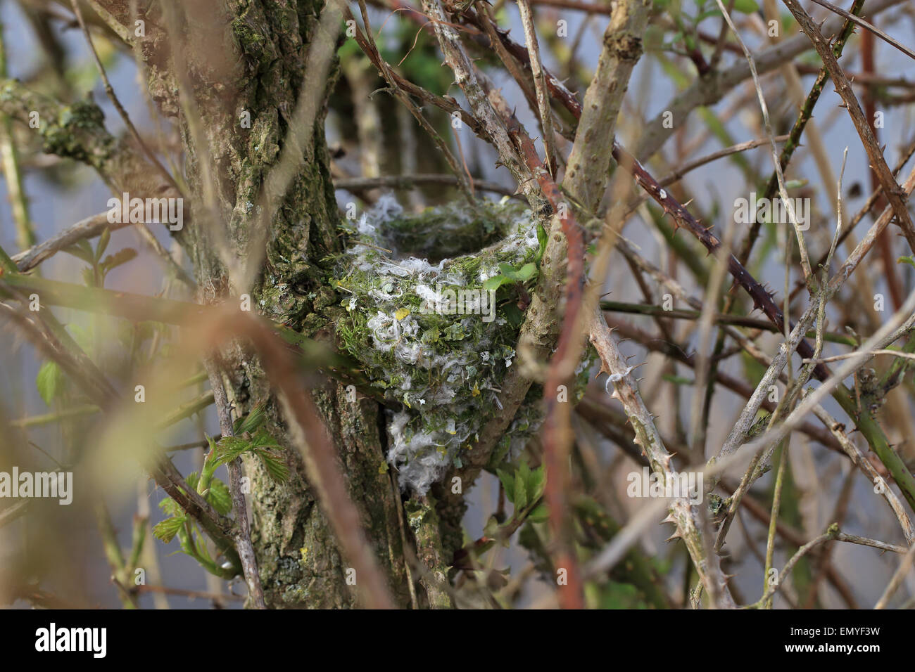 Buchfinken (Fringilla Coelebs) nest Stockfoto