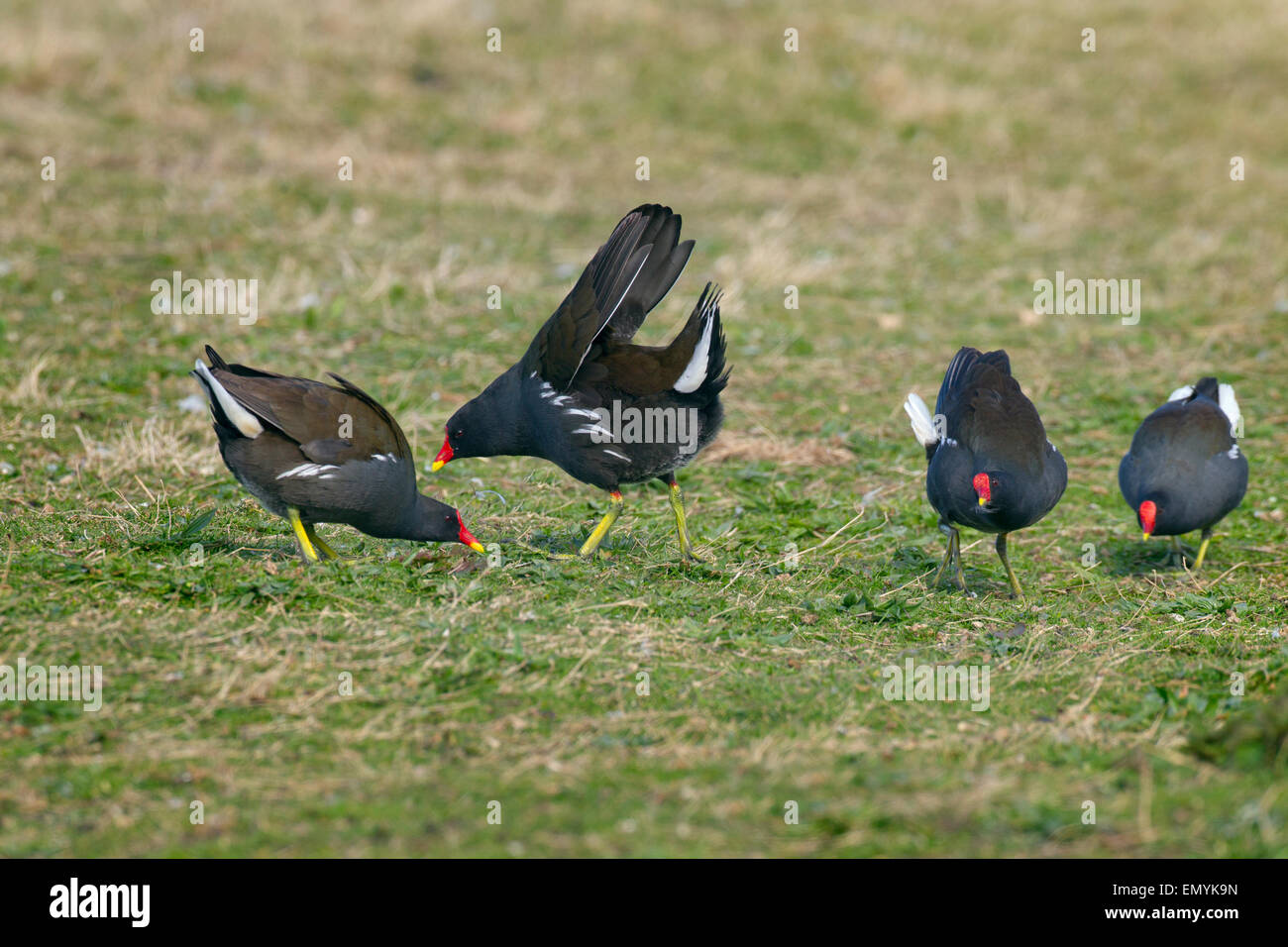 Teichhuhn Gallinula Chloropus zwei Paare streiten Gebiet Stockfoto