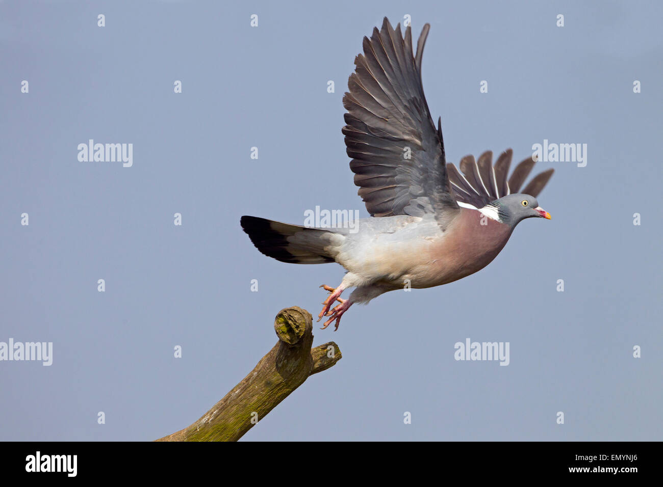 Ringeltaube Columba Palumbus in Flug kleinen Wäldchen in der Nähe von Ackerland umgeben. April Stockfoto