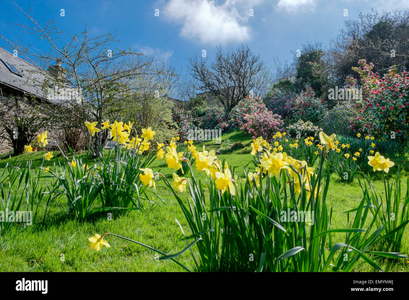 Frühling-Narzissen im Garten Stockfoto