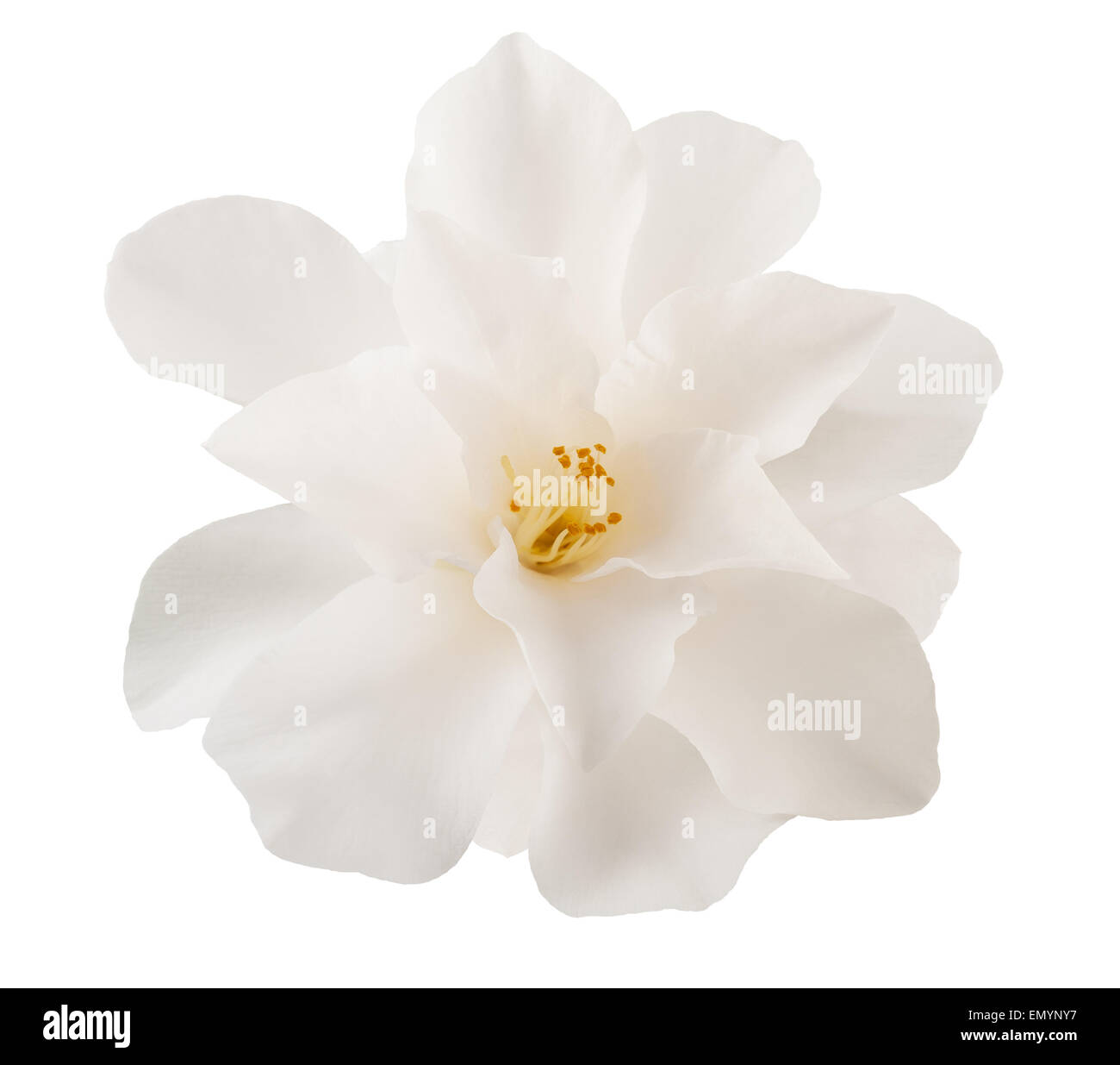 Kamelie, isoliert auf weiss Stockfoto