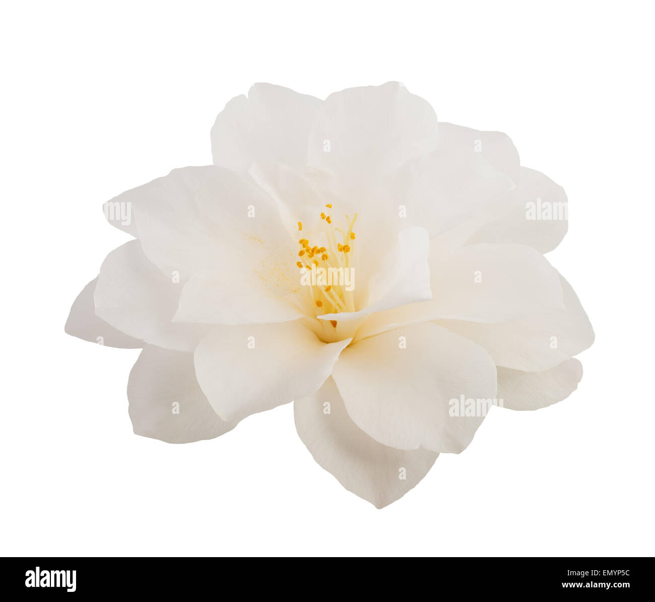 Kamelie, isoliert auf weiss Stockfoto