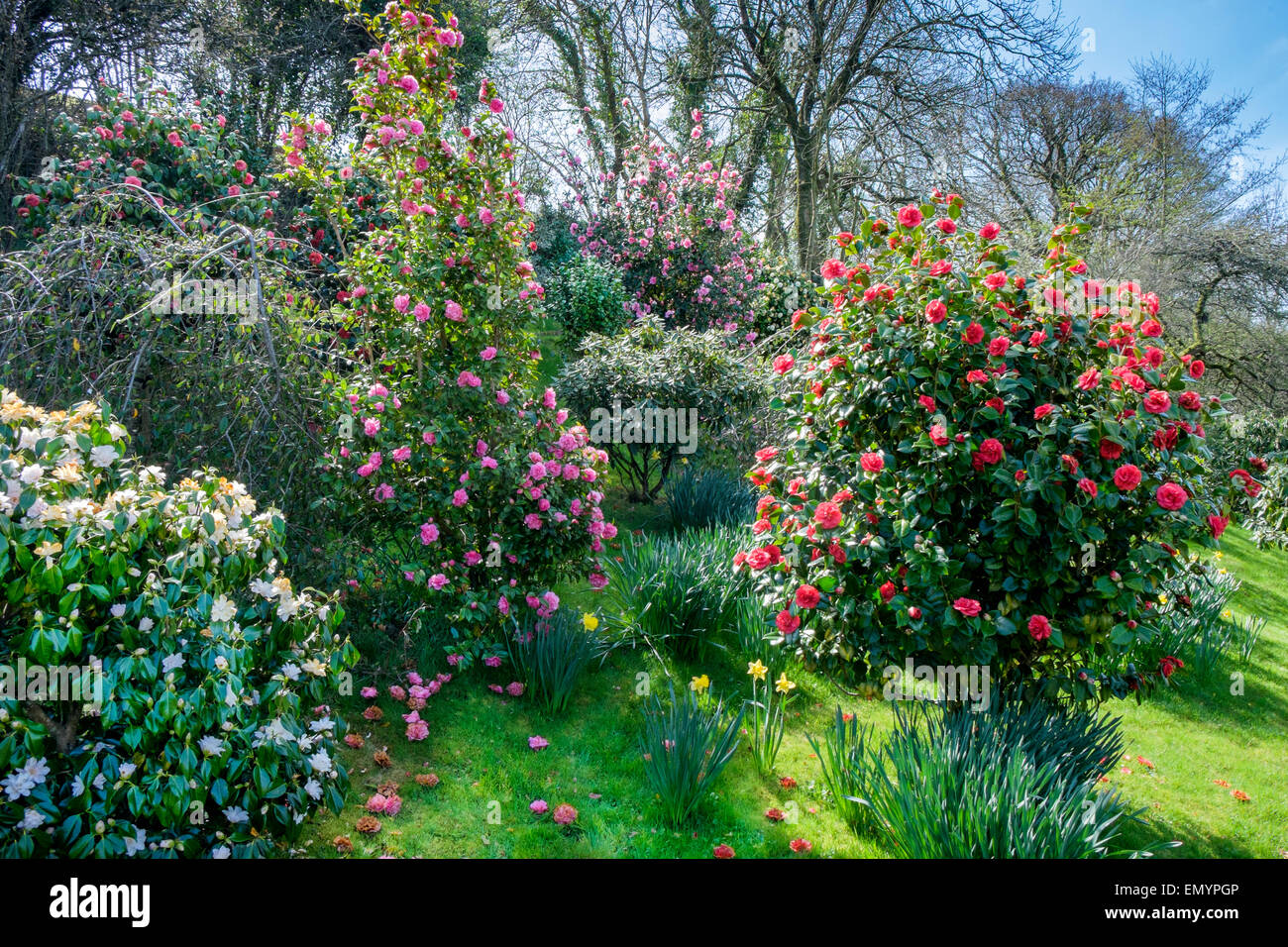 Kamelien im Garten Stockfoto