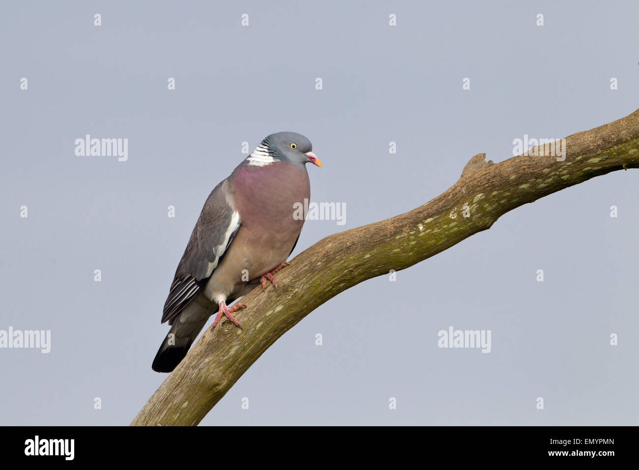 Holz-Taube Columba Palumbus Aufruf in kleinen Wäldchen in der Nähe von Ackerland umgeben. April Stockfoto