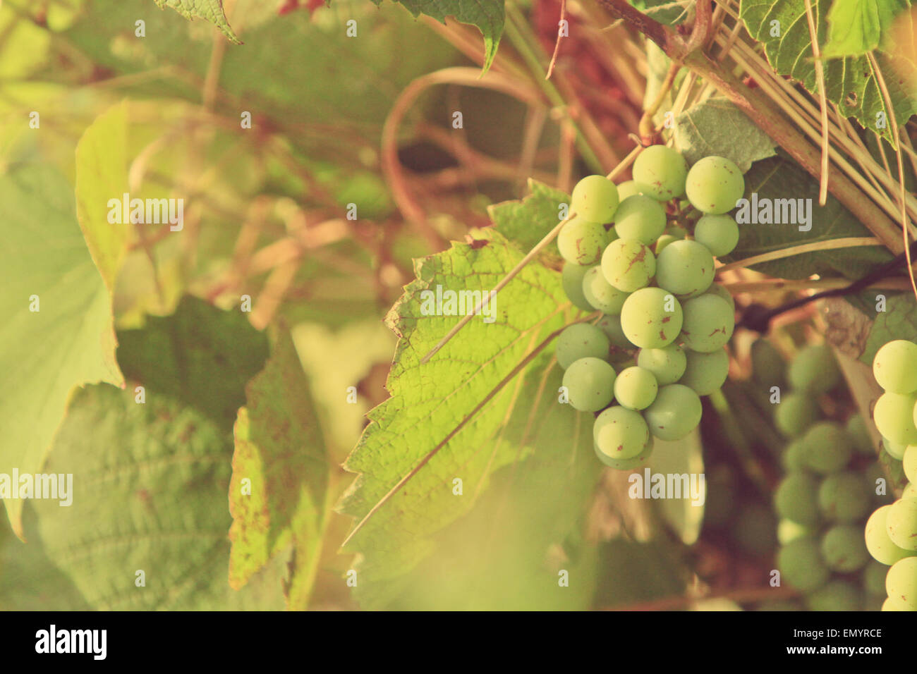 Weinberg Trauben Stockfoto
