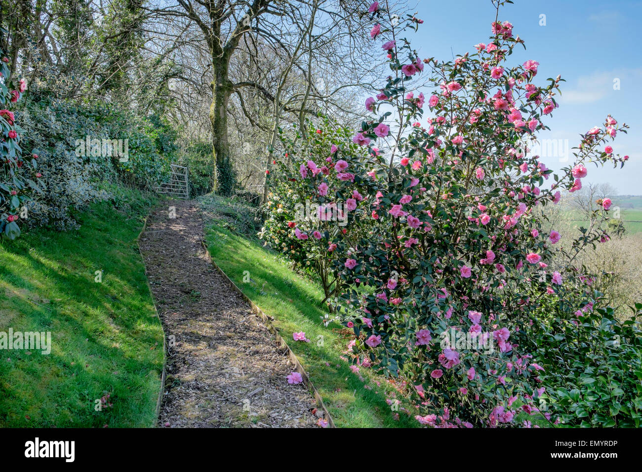 Kamelien im Garten Stockfoto