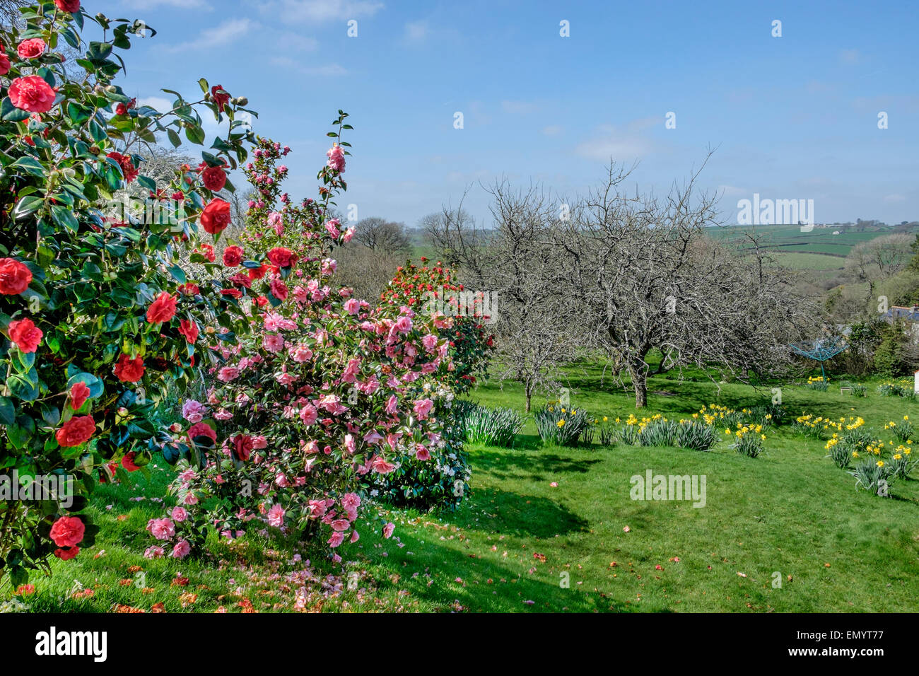 Kamelien im Garten Stockfoto
