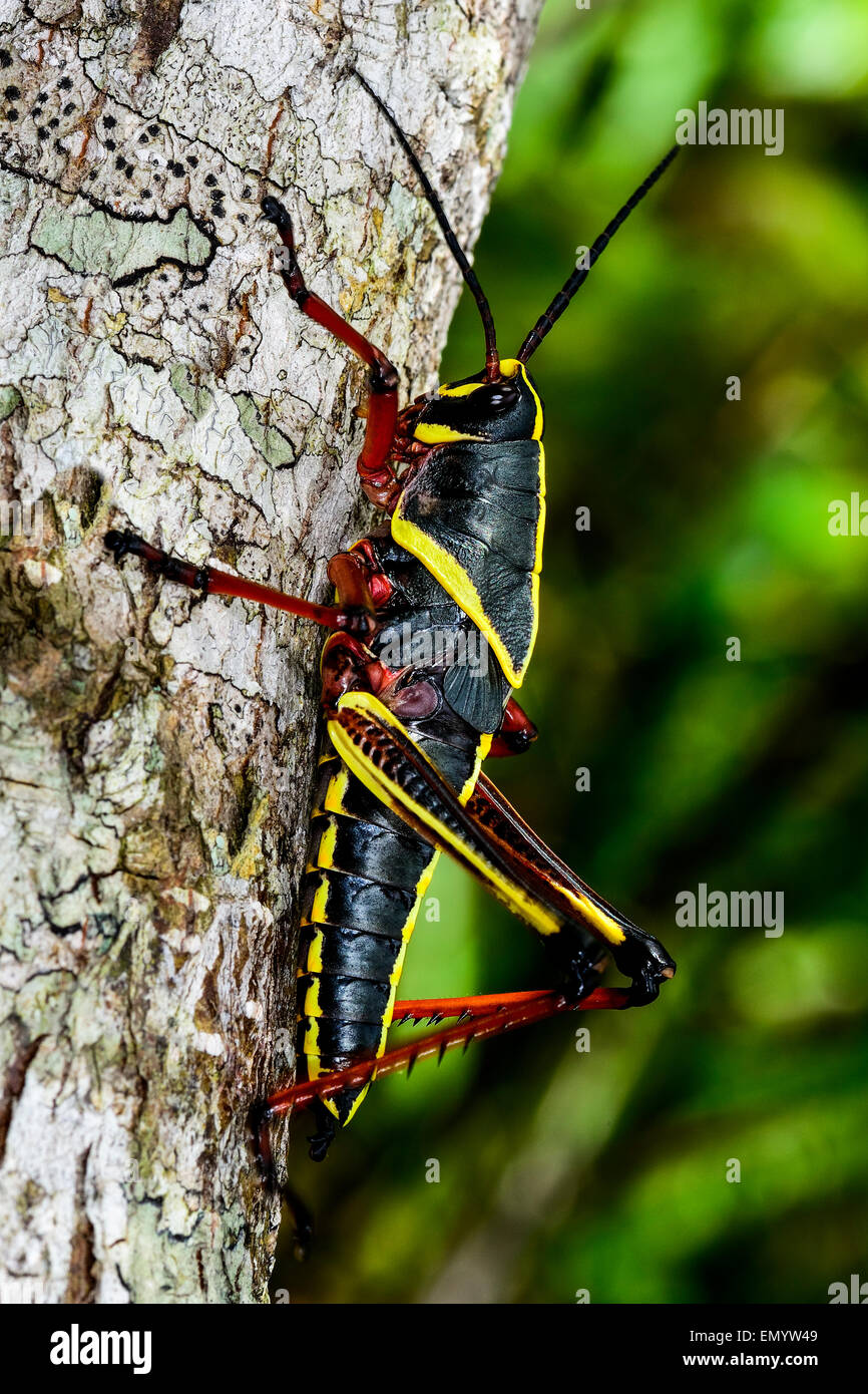 östlichen Lümmel Heuschrecke, Everglades, florida Stockfoto