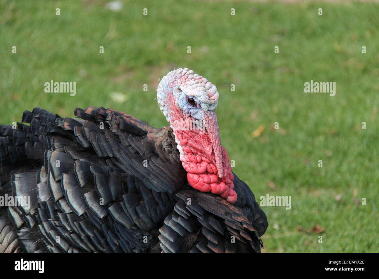 Eine schöne Adult Farm gezüchtet Türkei Vogel. Stockfoto
