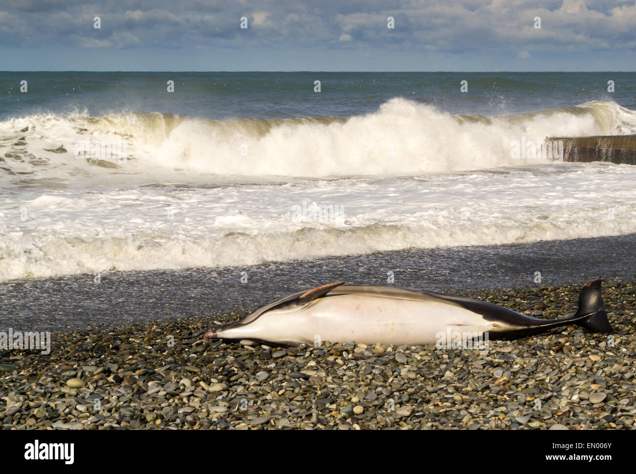 Ein toter Delphin liegt an einem steinigen Strand als Wellen im Hintergrund Stockfoto