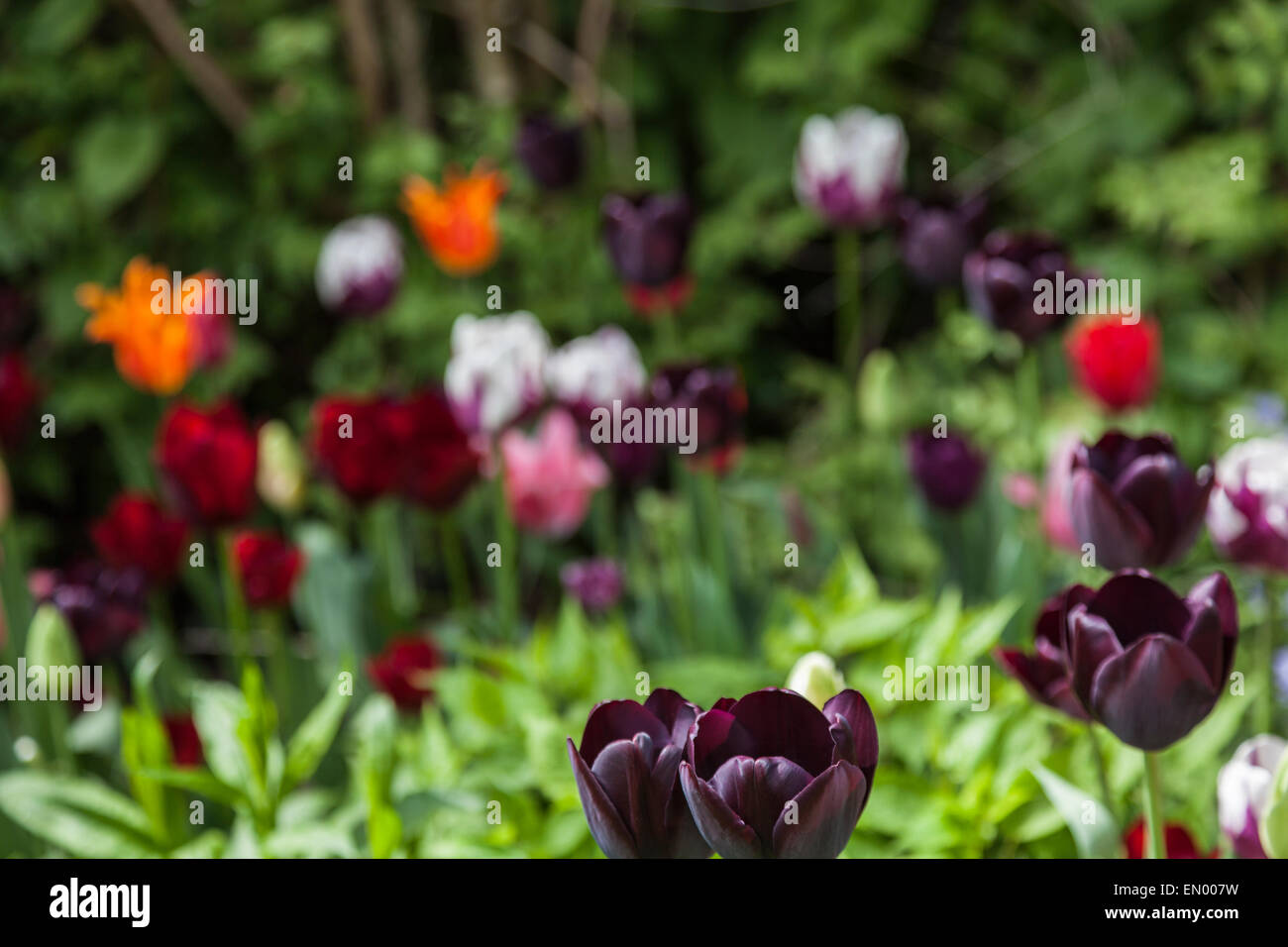 Zufällige Anpflanzung von verschiedenen Multi farbige Tulpen im Garten Stockfoto