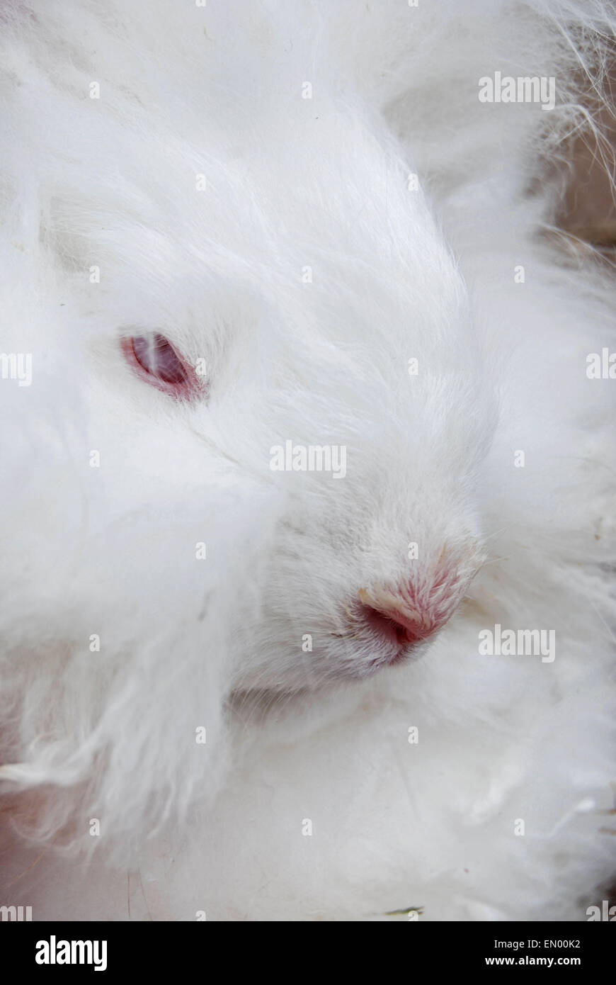 Nahaufnahme von einem weißen Angora Kaninchen. Stockfoto