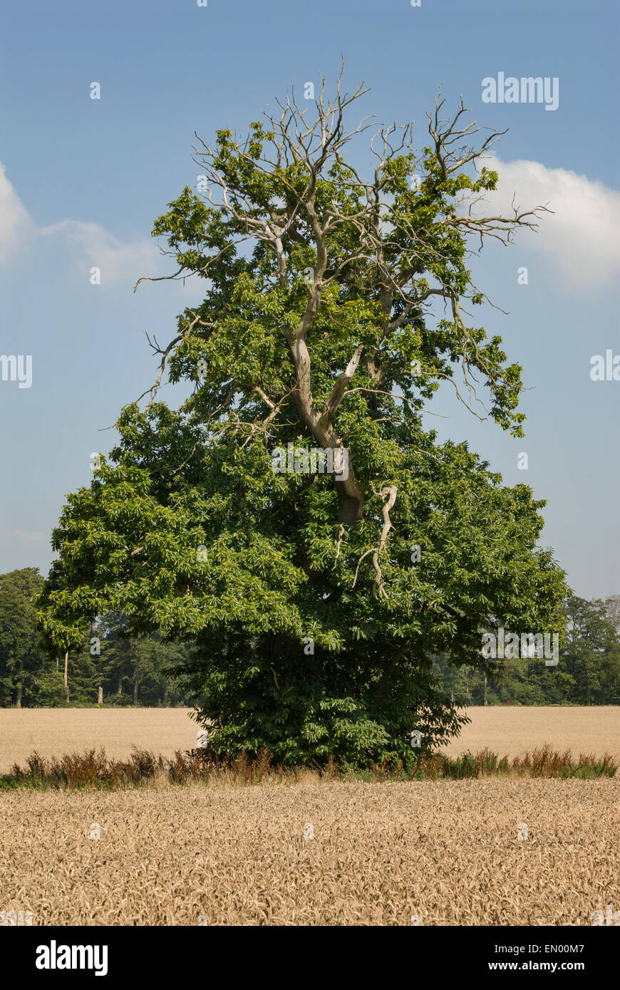 Ein uralter Sweet Chestnut Baum in einem Weizenfeld Stockfoto