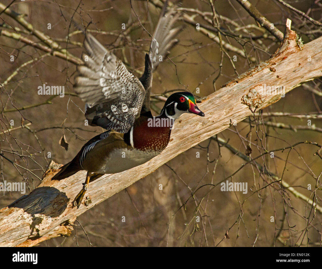 Holz-Ente oder Carolina Ente (Aix Sponsa) Drake im Flug Stockfoto