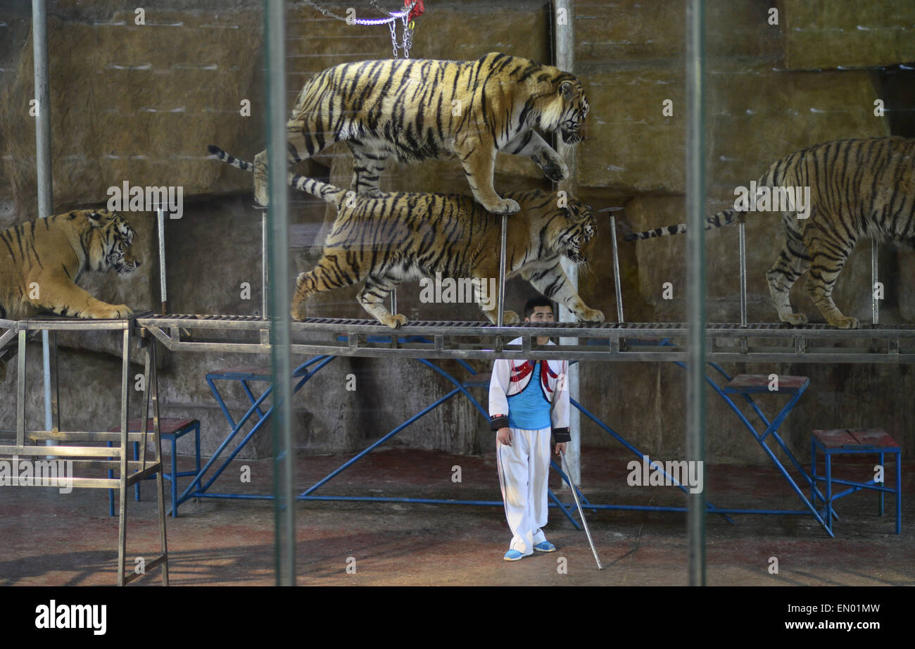 Sichuan, China. 24. April 2015. Tiger-Leistung in einem Wildlife Park in Yan'an City, Provinz Sichuan, China am 24. April 2015. Bildnachweis: Panda Auge/Alamy Live-Nachrichten Stockfoto