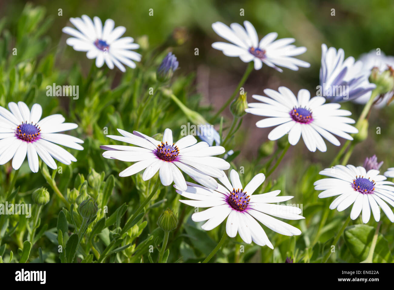 Gruppe Von Schonen Afrikanischen Mond Blumen In Einem Garten Stockfotografie Alamy