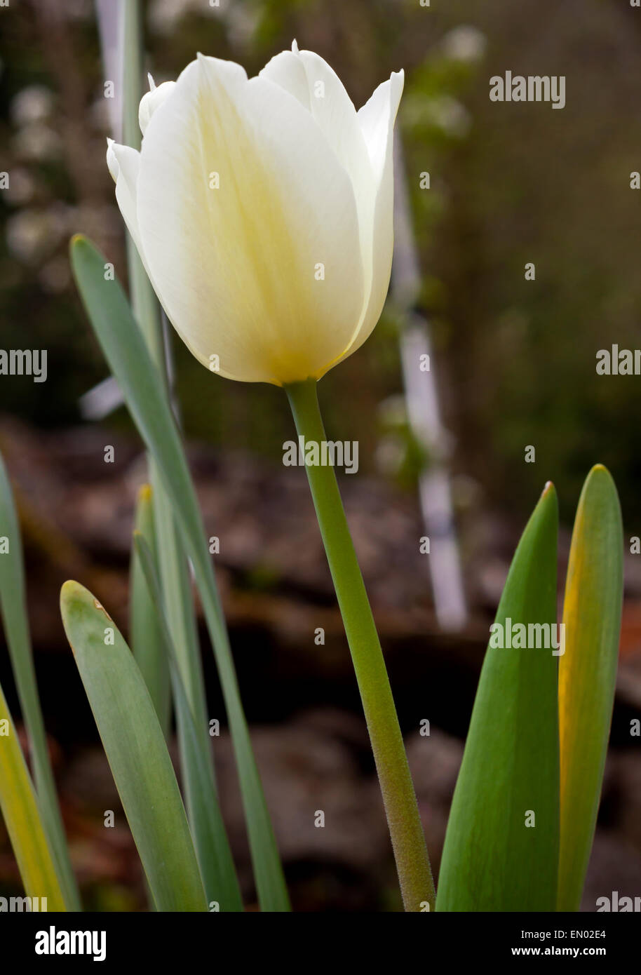 Weiße Tulpe ist eine eurasische und nordafrikanischen Gattung mehrjährige, bauchige Pflanzen in der Familie der Liliengewächse Stockfoto