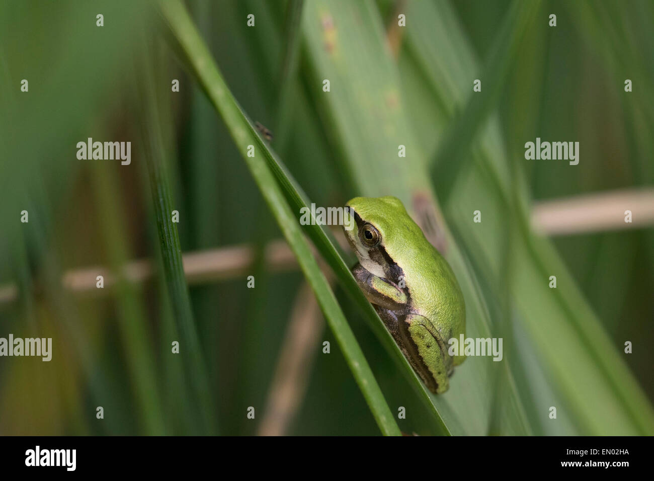 Europäischer Laubfrosch (Hyla Arborea) auf grünes Blatt. Stockfoto