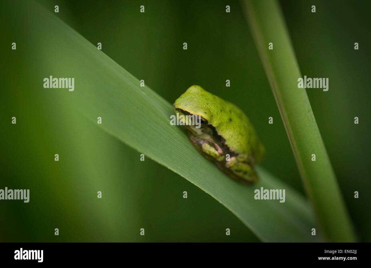 Europäischer Laubfrosch (Hyla Arborea) auf grünes Blatt. Stockfoto