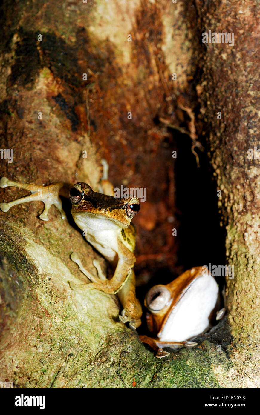 Dunkel-Schmuckschildkröte Laubfrosch (Polypedates Macrotis) und Datei-Schmuckschildkröte Laubfrosch (Polypedates Otilophus) in Kubah Nationalpark, Sarawak, Ma Stockfoto