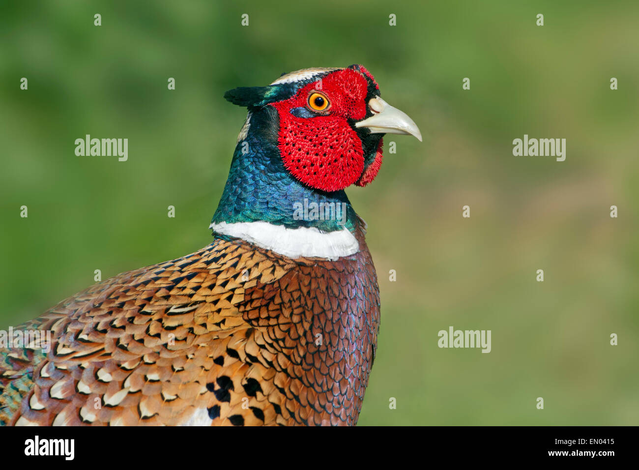 Porträt eines männlichen Fasan Phasianus Colchicus in bunten Frühling Gefieder Stockfoto