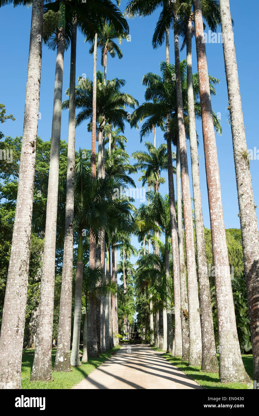Allee der Royal Palmen im Jardim Botanico Botanischer Garten Rio De Janeiro Brasilien Stockfoto