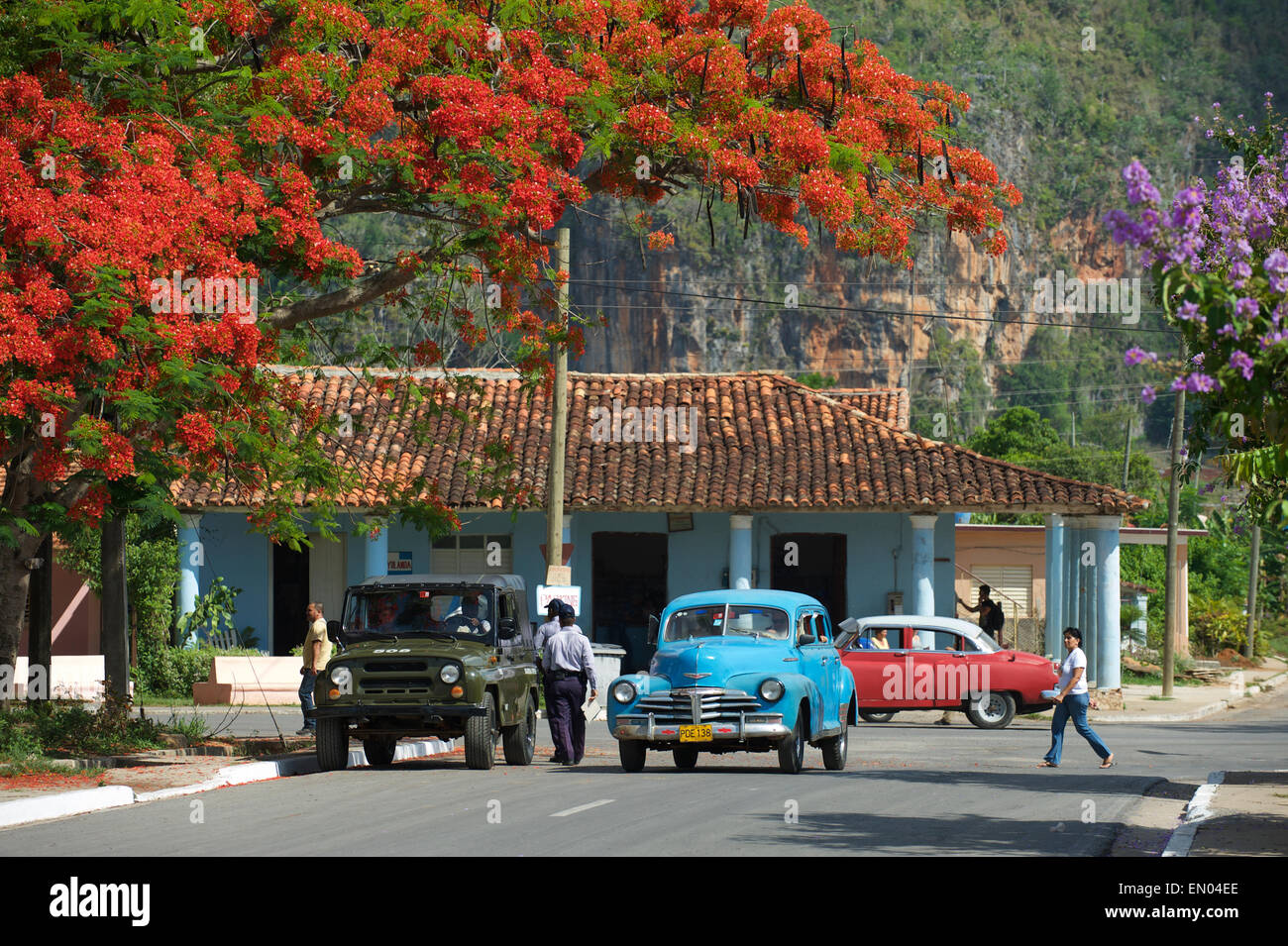 VINALES, Kuba - 20. Mai 2011: Kleinstadt Einwohner die Straße teilen mit amerikanischen Oldtimern unter die rote Flamme-Blüten. Stockfoto