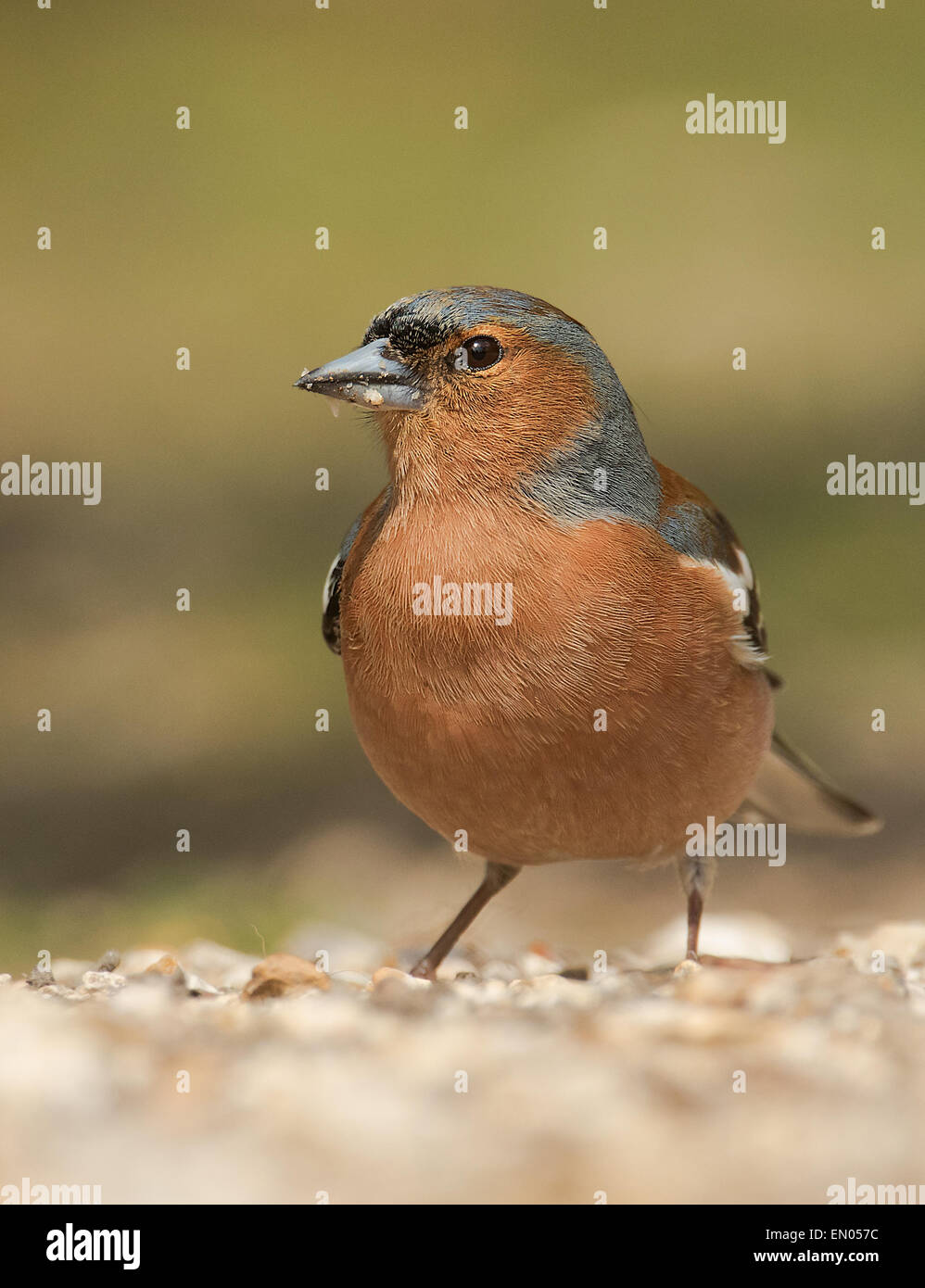 Eine männliche Buchfink Fütterung auf dem Boden im New Forest Stockfoto
