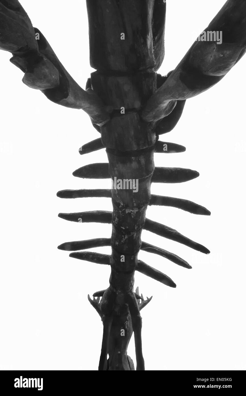 Als der Tag zu Ende der hölzernen Skelettstruktur geht geworden in der Dinosaurier-Park in Wookey Hole Höhlen mehr unheimliche. Stockfoto