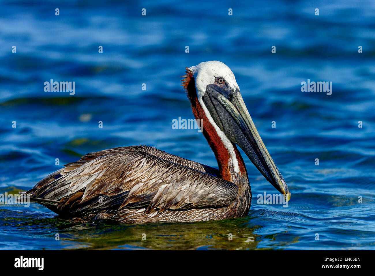 brauner Pelikan, Florida keys Stockfoto