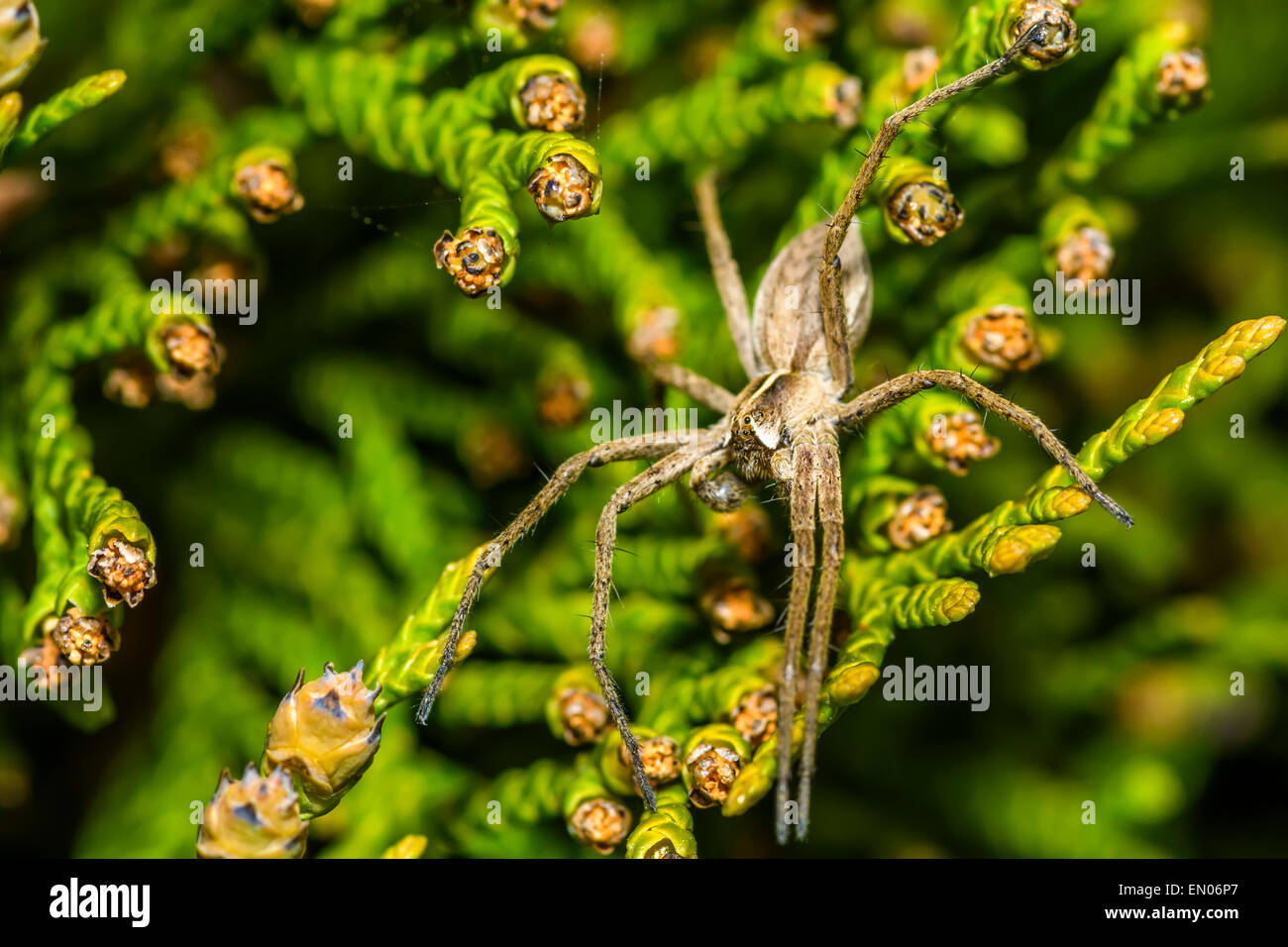 Spinne Zoropsis spinimana Stockfoto