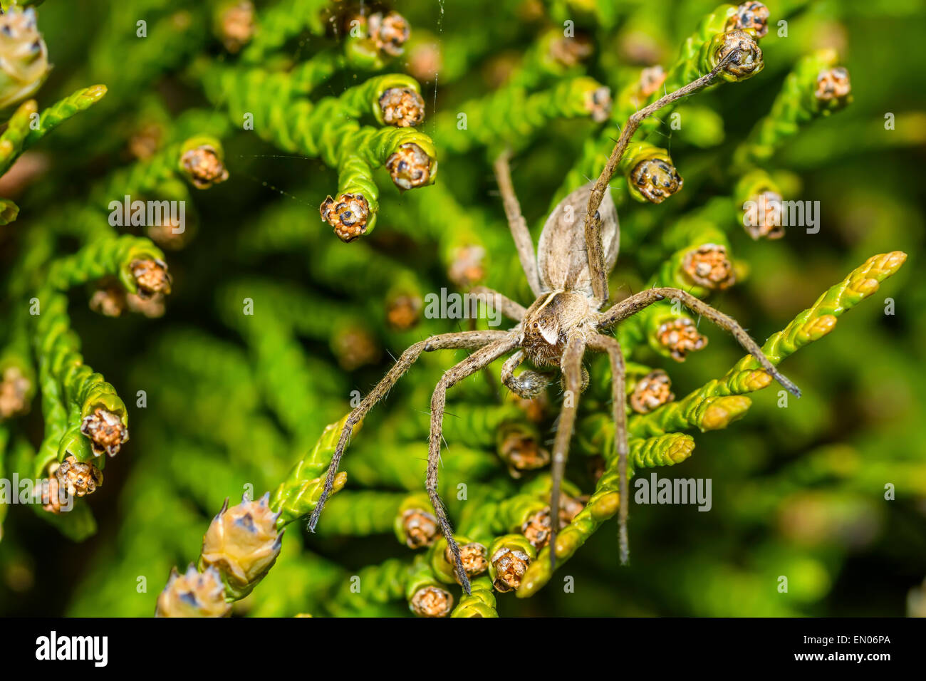 Spinne Zoropsis spinimana Stockfoto