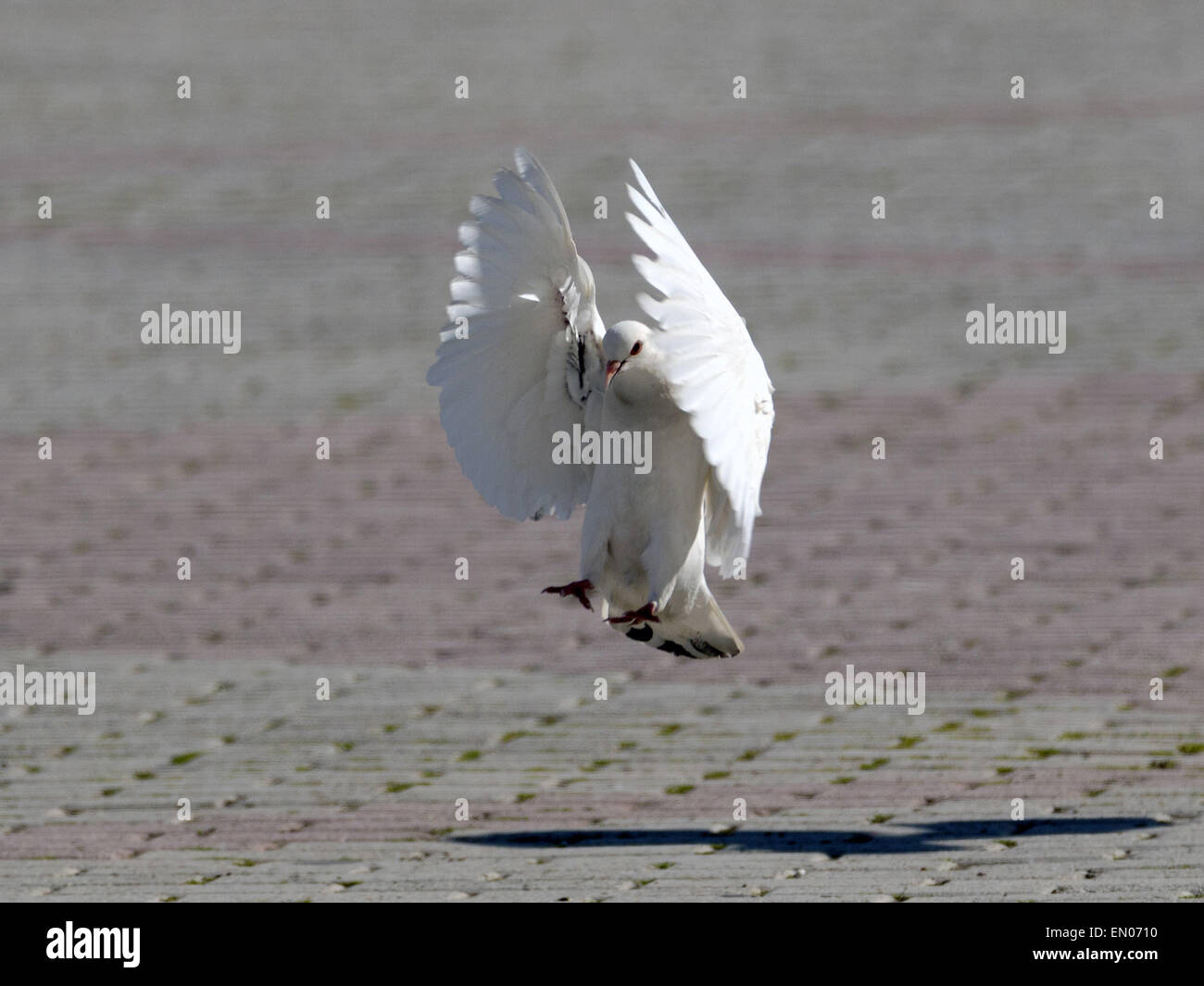 Weiße Taube über Land Stockfoto