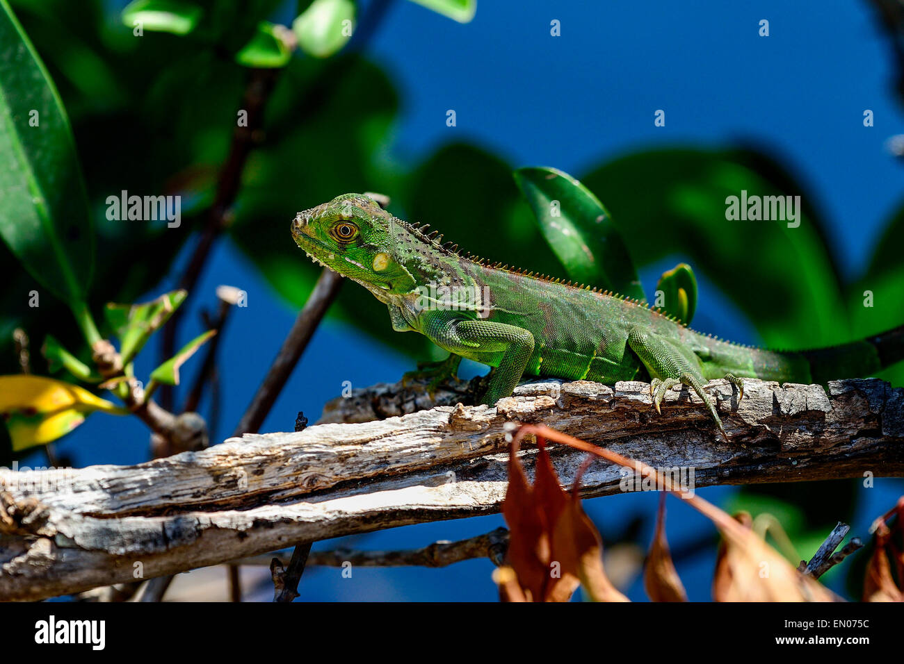 Grüner Leguan, big Pine key Stockfoto