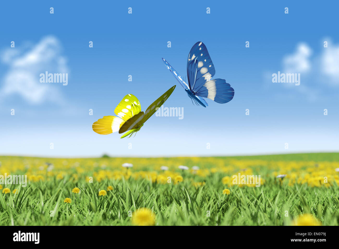Zwei Schmetterlinge auf grüner Wiese Stockfoto