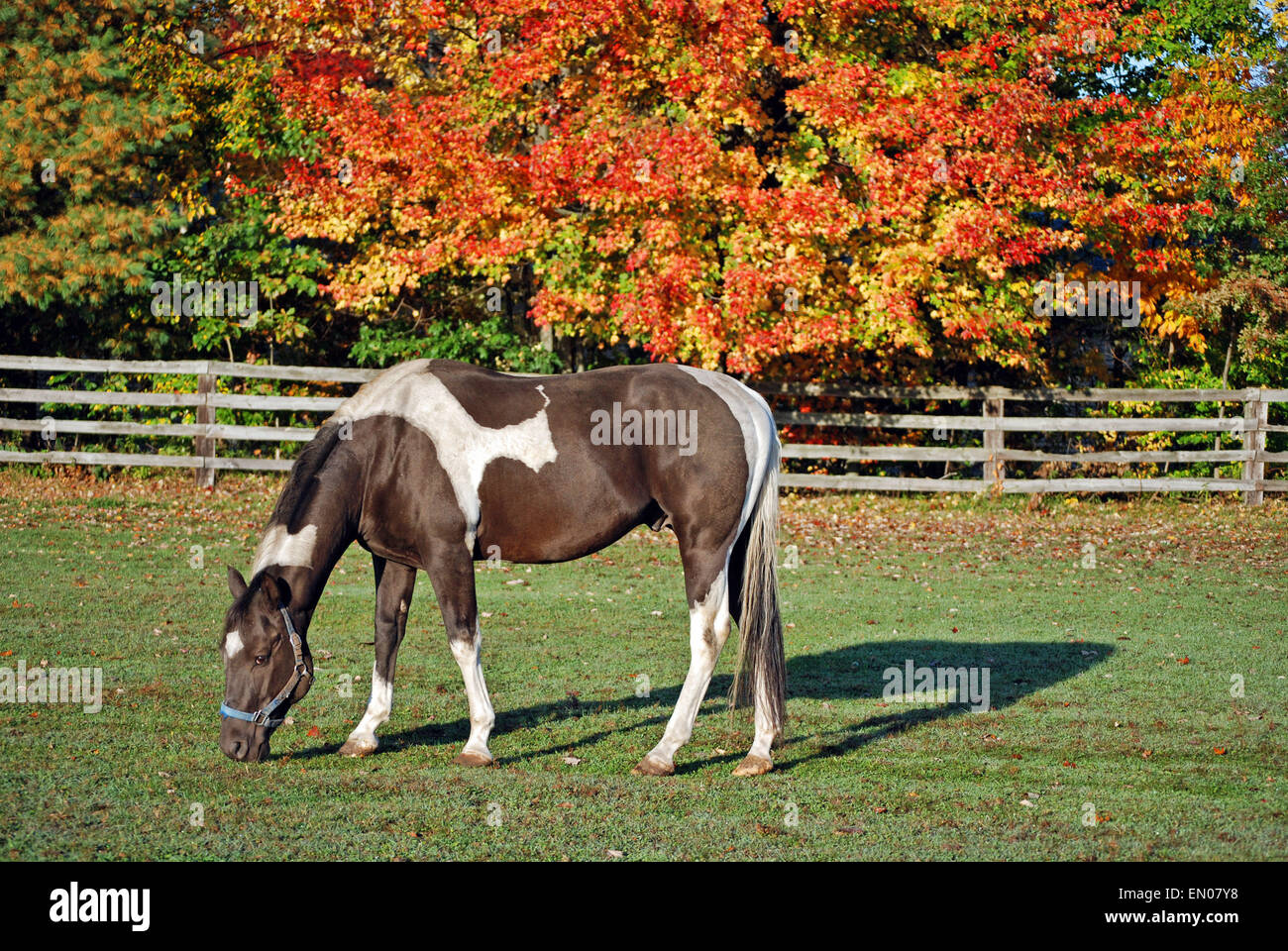 Farben-Pferd auf der Weide mit Zaun im Herbst. Stockfoto