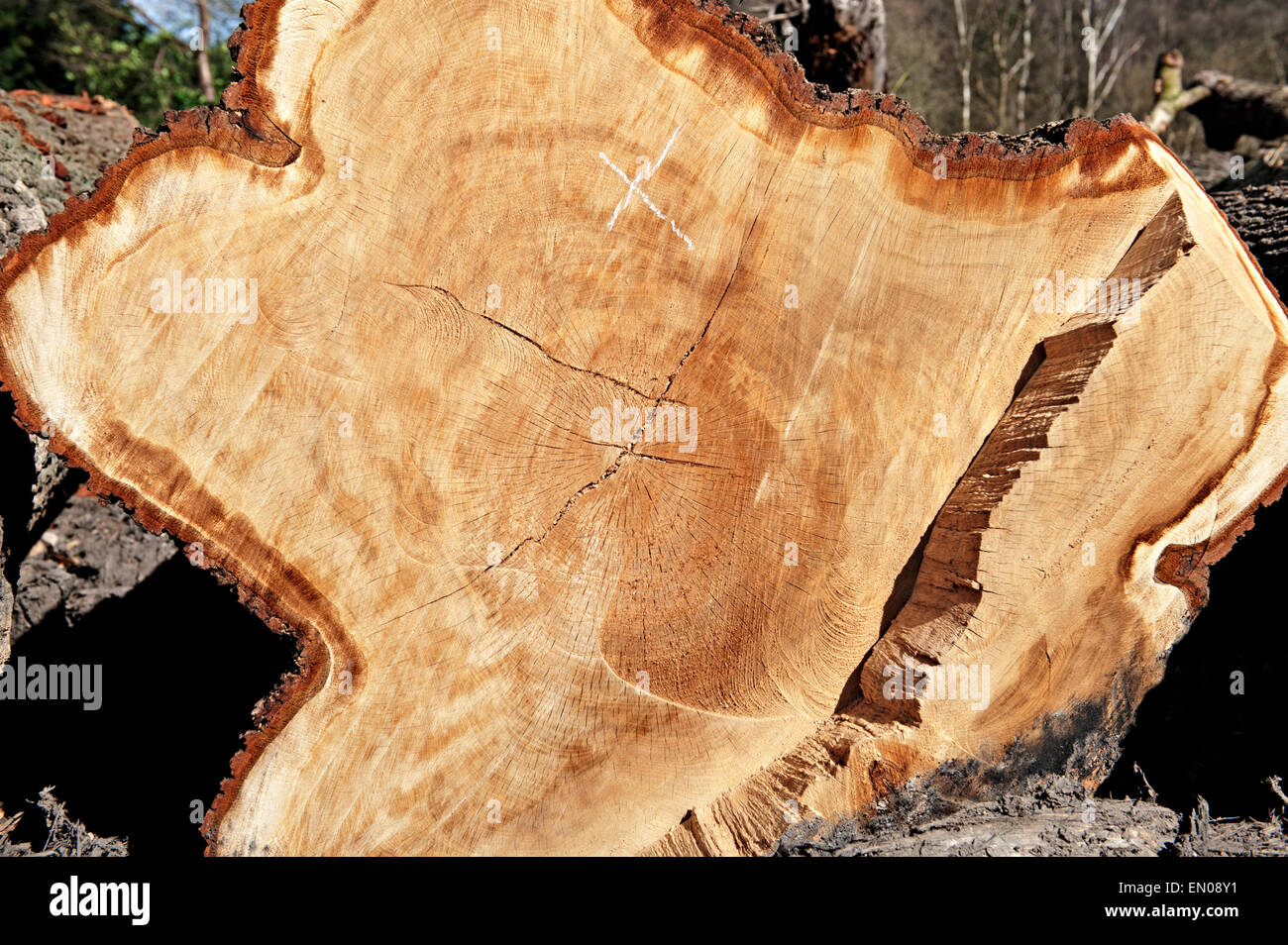 Großer Baum gefällt in Vorbereitung der th A21 Straße Verbesserung Schema Stockfoto