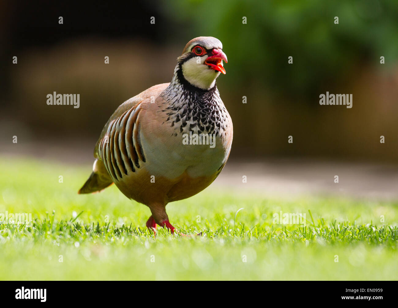 Rothuhn sind Ziervögel Spiel im Jahre 1673 in Großbritannien eingeführt. Häufig in Gefangenschaft gezüchtet und meist gern gesehen Stockfoto