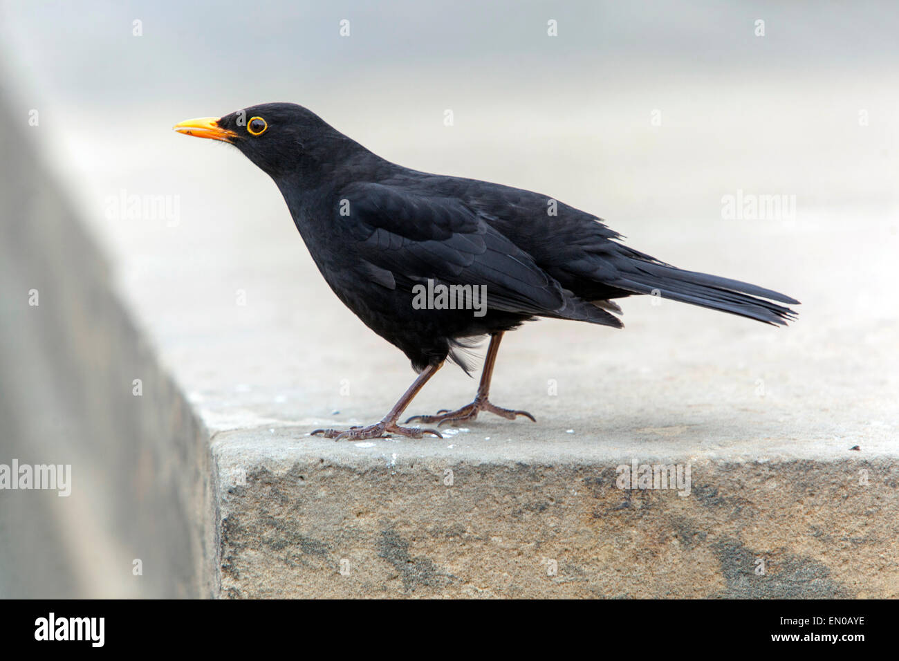 Männlicher gemeiner Amsel Turdus Merula Wild Urban Bird City Songbird Wildlife Animal Ambird Yellow Beak Tschechische Republik Europa Stockfoto