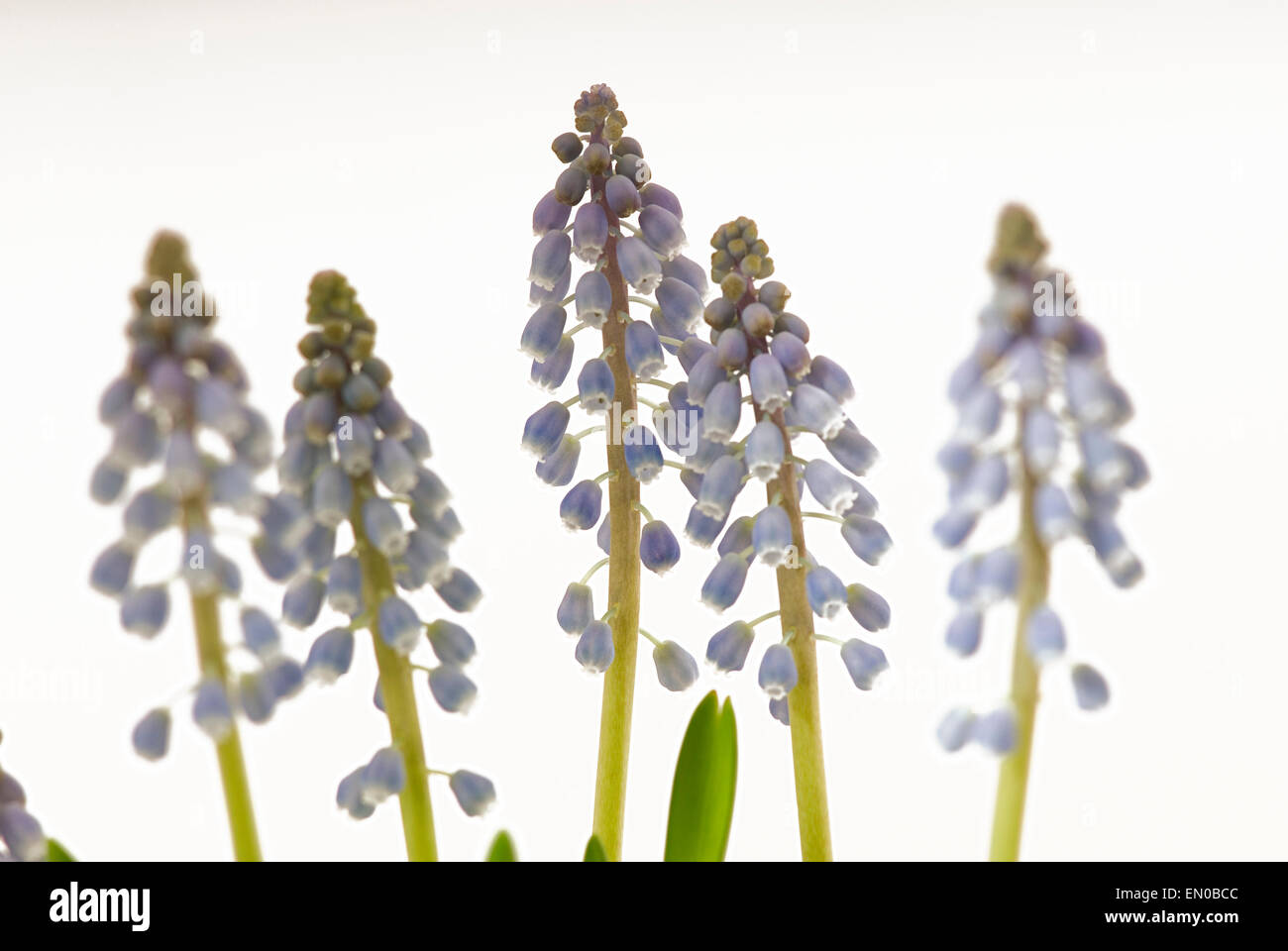 Stärke-Grape Hyacinth (Muscari Neglectum) Blüten Makroaufnahme Nahaufnahme Studioaufnahme Stockfoto