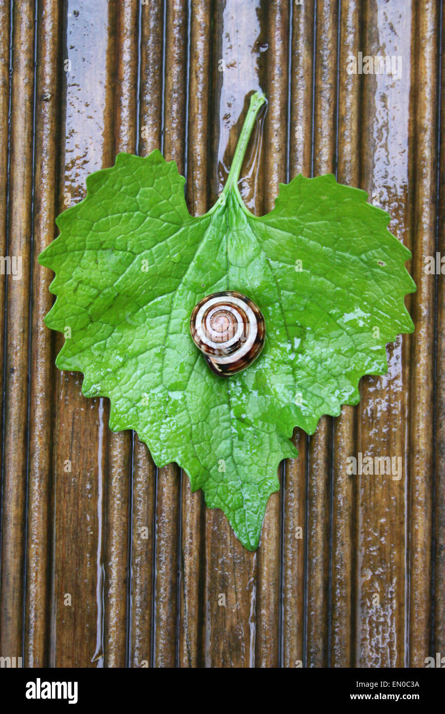 Schnecke auf grünes Blatt Stockfoto