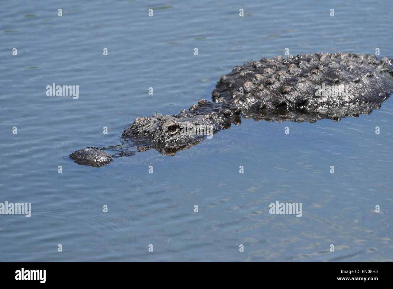 Ein Krokodil lauert gerade unter der Oberfläche in den Everglades National Park Stockfoto