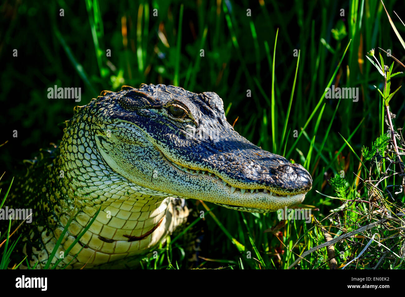amerikanischer Alligator, Viera Feuchtgebiete Stockfoto