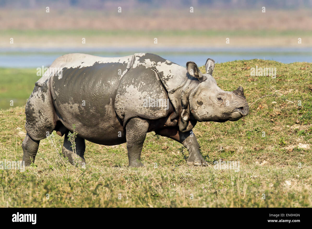 Vom Aussterben bedrohte einen gehörnten Nashorn oder Rhinoceros Unicornis Kaziranga Nationalpark, Assam, Indien Stockfoto