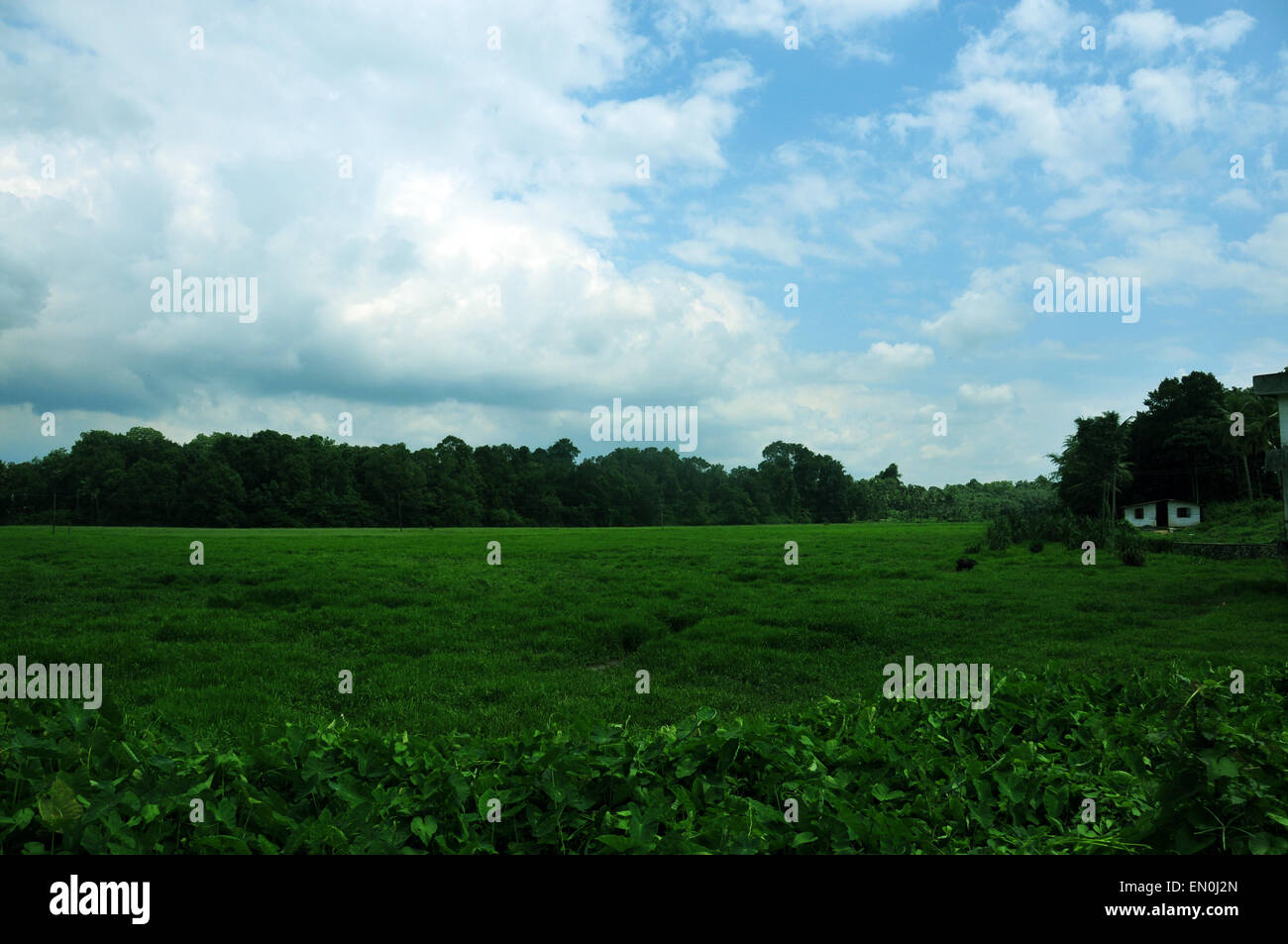 Strahlend blauer Himmel und Grünland Stockfoto