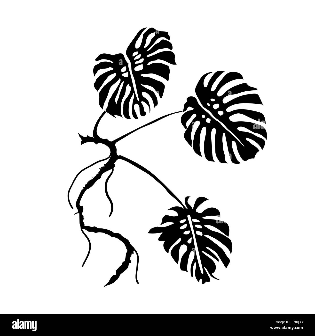 MonsteraBlätter. VektorIllustration. schwarzer Umrandung. Blätter der Pflanze. NaturThema