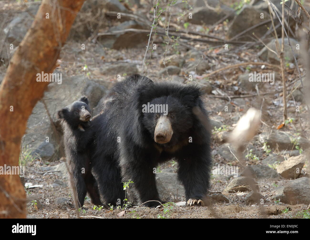 Faultiere Mutter mit Kalb oder Babys in Ranthambhore National Park Stockfoto