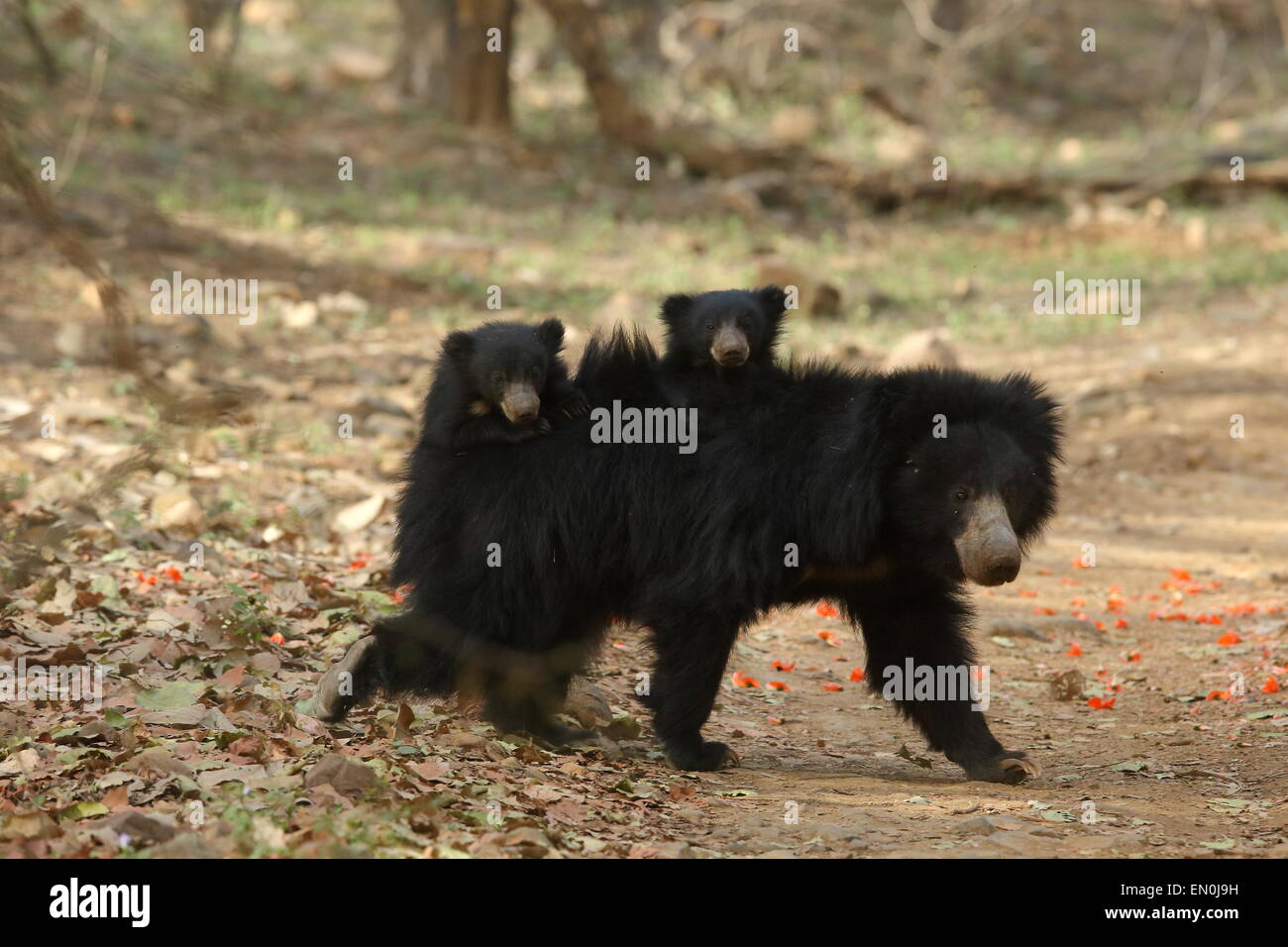 Faultiere Mutter mit Kalb oder Babys in Ranthambhore National Park Stockfoto