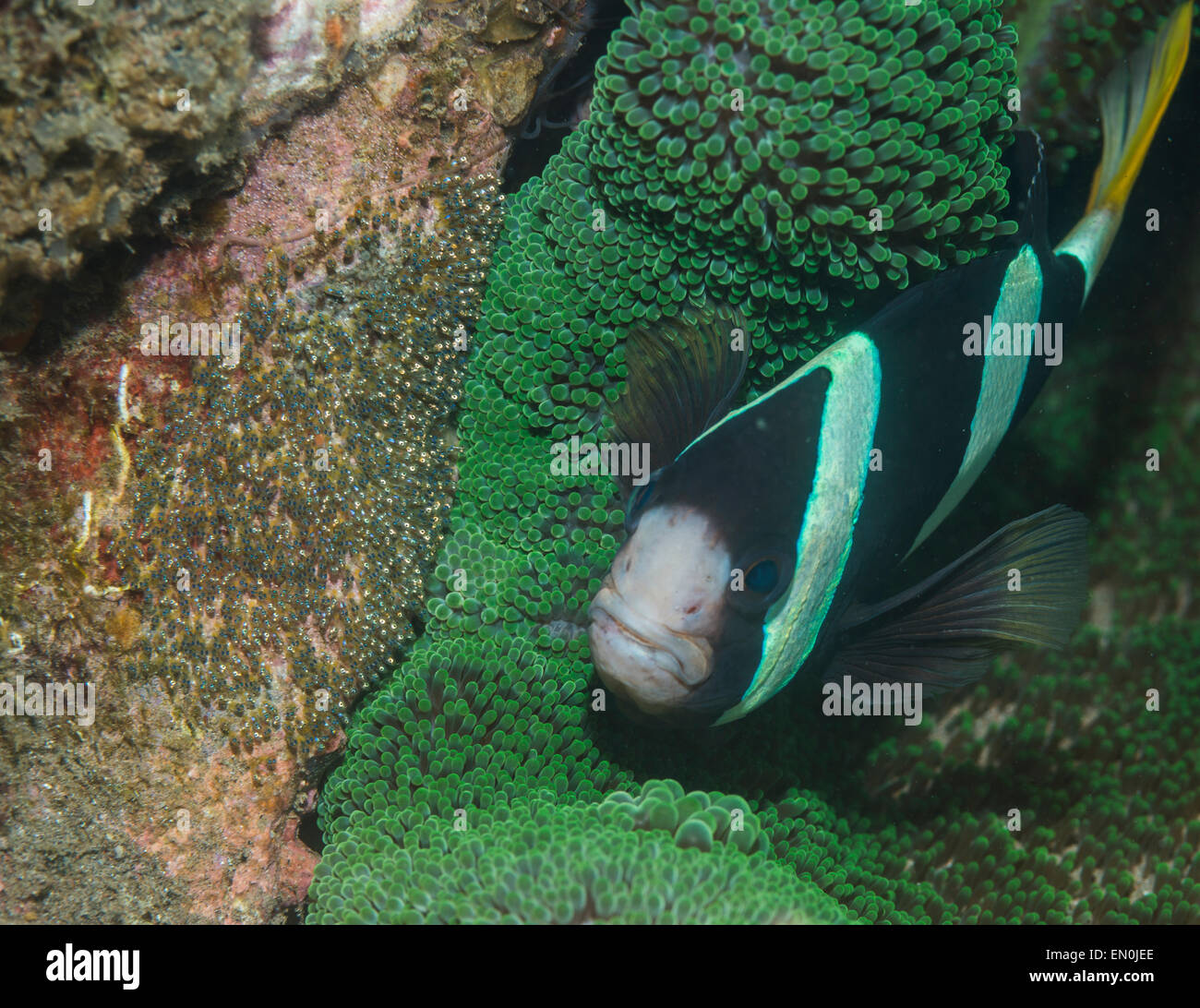 Clarks Anemonenfische in der Nähe von Eizellen Stockfoto