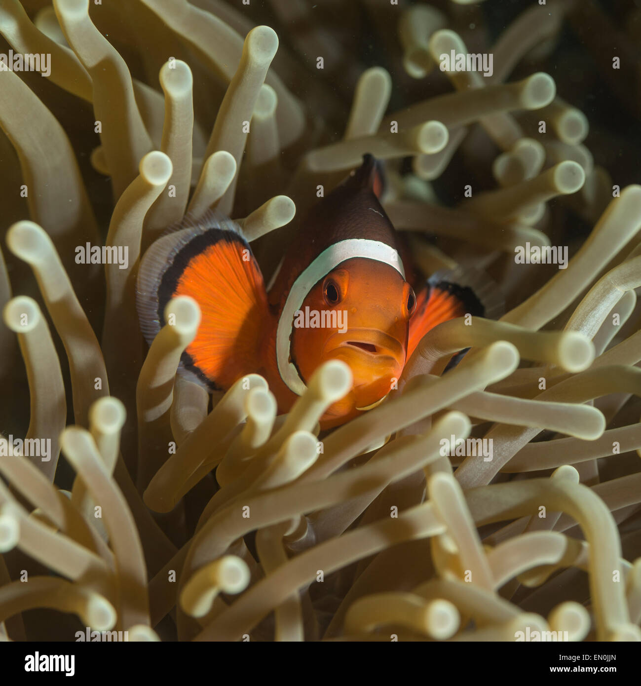 Clownfische in einer anemone Stockfoto